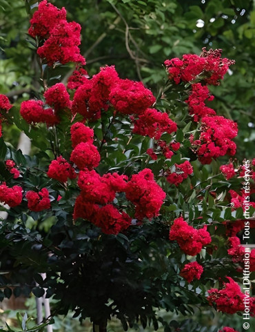 LAGERSTROEMIA ROUGE - Lilas des Indes