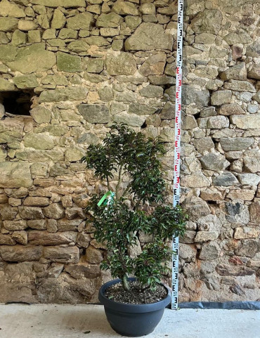 PRUNUS lusitanica BRENELIA - Laurier du Portugal Pot pompons hauteur 120-140 cm