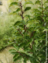 PRUNUS lusitanica BRENELIA - Laurier du Portugal