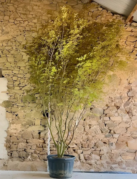 ACER palmatum - Érable du Japon Pot multi-troncs hauteur 350-400 cm