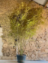 ACER palmatum - Érable du Japon Pot multi-troncs hauteur 350-400 cm