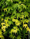 ACER palmatum - Érable du Japon