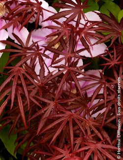 ACER palmatum DISSECTUM TROMPENBURG - Érable du Japon
