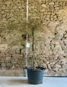 ACER palmatum DISSECTUM SEIRYU - Érable du Japon En pot hauteur 175-200 cm