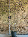 MAGNOLIA kobus - Magnolier Pot buisson hauteur 200-250 cm