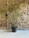 ZELKOVA serrata - Orme de Sibérie Pot multi-troncs hauteur 250-300 cm