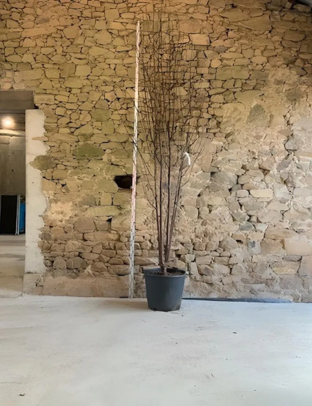 PRUNUS serrula BRANKLYN - Cerisier du Tibet Pot multi-troncs hauteur 300-350 cm