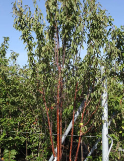 PRUNUS serrula BRANKLYN - Cerisier du Tibet