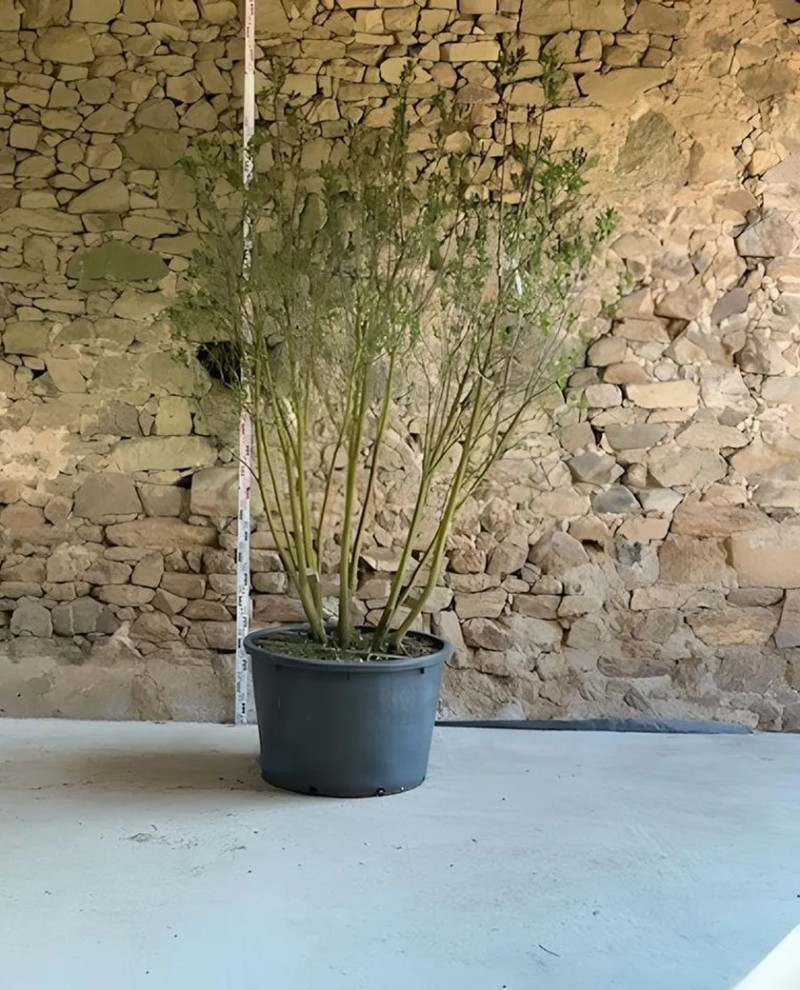 SYRINGA vulgaris CHARLES JOLY - Lilas Pot buisson hauteur 200-250 cm