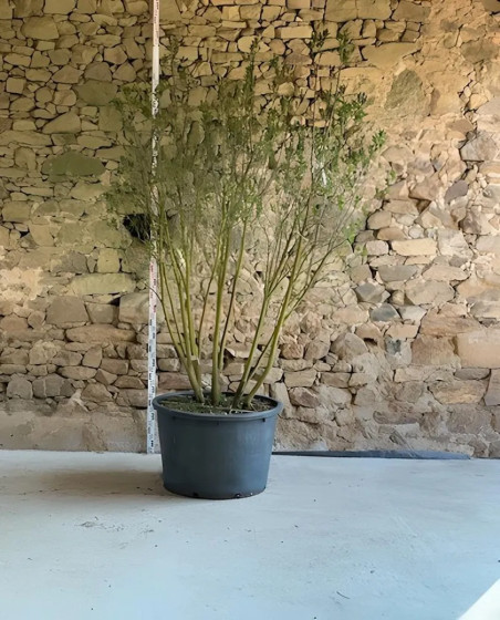 SYRINGA vulgaris CHARLES JOLY - Lilas Pot buisson hauteur 200-250 cm