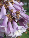 PAULOWNIA tomentosa - Paulownia, arbre impérial