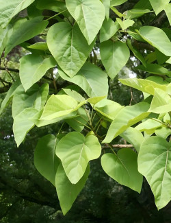 PAULOWNIA tomentosa - Paulownia, arbre impérial