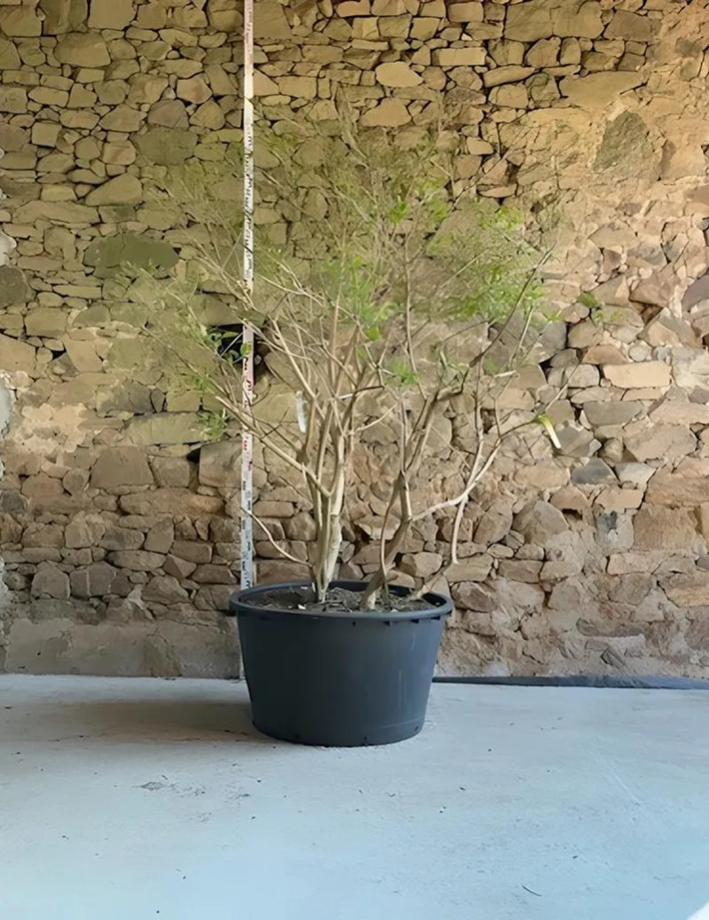 HEPTACODIUM miconioides TEMPLE OF BLOOM® - Arbre aux sept fleurs Pot multi-troncs hauteur 200-250 cm