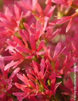 HEPTACODIUM miconioides TEMPLE OF BLOOM® - Arbre aux sept fleurs
