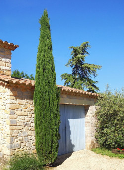 CUPRESSUS sempervirens STRICTA (Cyprès d'Italie)