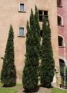 CUPRESSUS sempervirens STRICTA (Cyprès d'Italie)