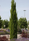 CUPRESSUS sempervirens STRICTA (Cyprès d'Italie)