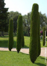 CUPRESSUS sempervirens STRICTA (Cyprès d'Italie)