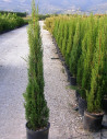 CUPRESSUS sempervirens STRICTA (Cyprès d'Italie)