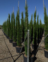 CUPRESSUS sempervirens STRICTA (Cyprès d'Italie)
