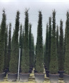 CUPRESSUS sempervirens STRICTA (Cyprès d'Italie)