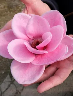 magnolia-watermelon-floraison-printemps.jpg