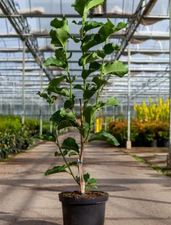 magnolia-watermelon-arbre-ornement.jpg