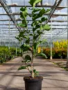 magnolia-watermelon-arbre-ornement.jpg