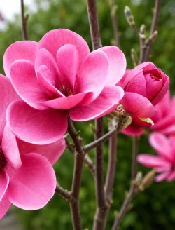 magnolia-watermelon.jpg