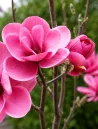 magnolia-watermelon.jpg