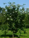 magnolia-wiesneri-arbre-ornement.jpg