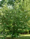 magnolia-wiesneri-jardin.jpg