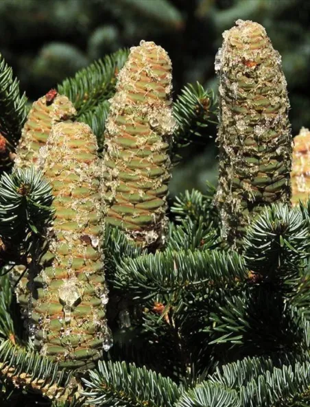 abies-cephalonica-1.jpg