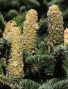 abies-cephalonica-1.jpg