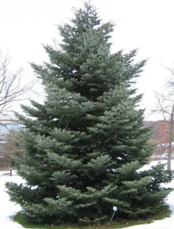 abies-cephalonica-2.jpg