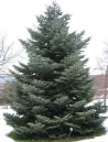 abies-cephalonica-2.jpg