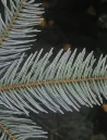 abies-cephalonica-3.jpg