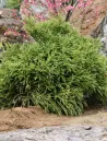 cryptomeria-japonica-little-champion-2.jpg