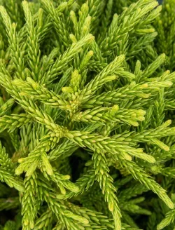cryptomeria-japonica-little-champion-3.jpg