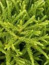 cryptomeria-japonica-little-champion-3.jpg