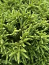 cryptomeria-japonica-little-champion-1.jpg