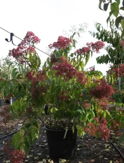 arbre-aux-sept-fleurs-temple-of-bloom-heptacodium-miconioides-temple-of-bloom-4.jpg