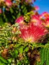 albizia-julibrissin-rouge-de-tuiliere.jpg