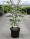 albizia-julibrissin-rouge-de-tuiliere1.jpg